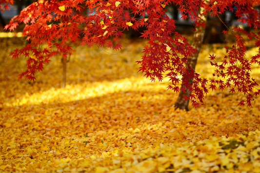 Erable rouge en automne entouré de feuilles mortes jaunes sur le sol