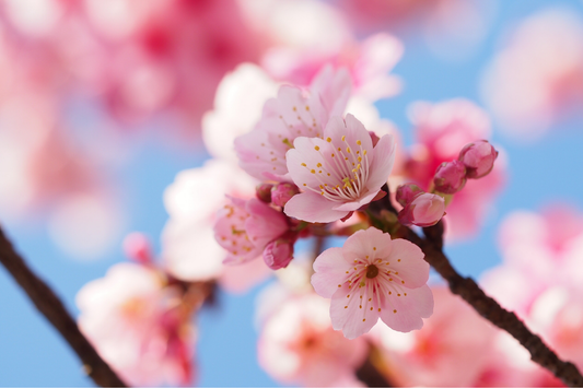 Fleurs de cerisier au bout d'une branche