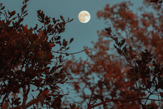 Pleine lune vue d'en-bas dans un ciel bleu-gris entourée de branches d'arbre